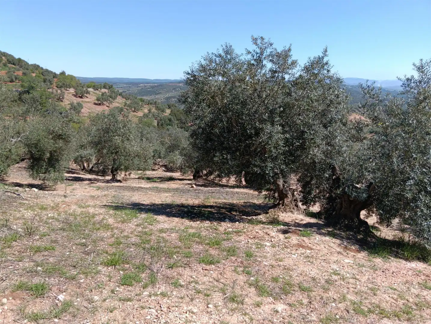 Finca rústica en venta en Beas de Segura