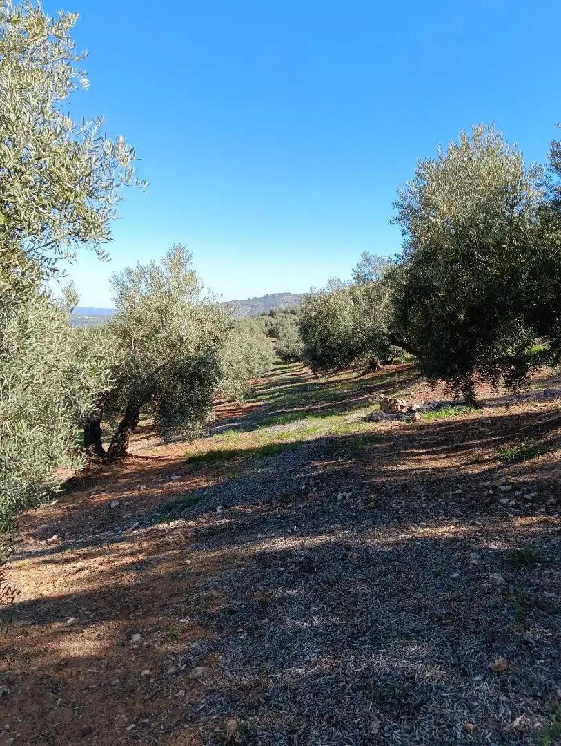 Finca rústica en venta en Beas de Segura