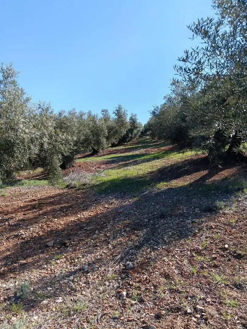 Finca rústica en venta en Beas de Segura
