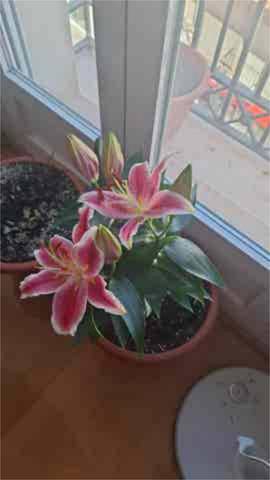 Piso en Venta en Tomelloso