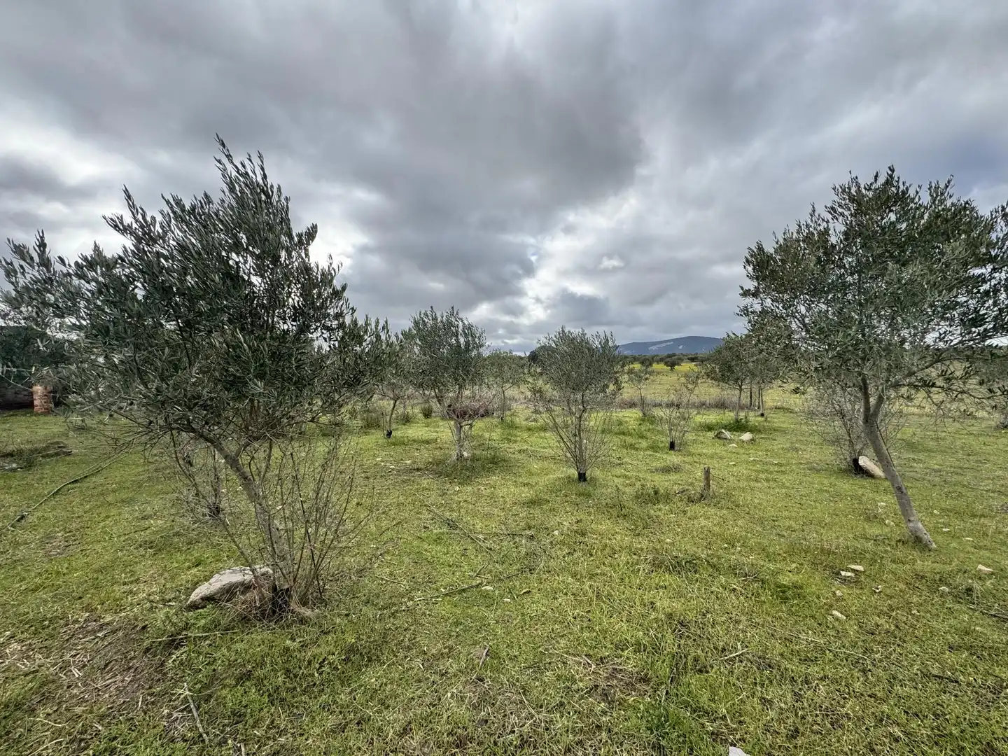 Finca rústica en venda a Avenida de la Constitución, 11, La Haba Finca rústica en venda en La Haba