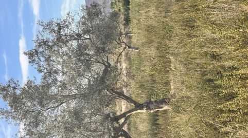 Foto 2 de Finca rústica de lloguer a Carrer Esperidion Porta Requesens, 101, Carrús Este, Elche / Elx