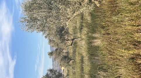 Foto 3 de Finca rústica de lloguer a Carrer Esperidion Porta Requesens, 101, Carrús Este, Elche / Elx