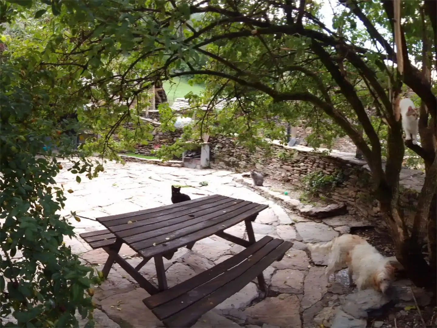 Finca rústica en venta en Carrer Únic, 1, Castell de Mur Jardín de Finca rústica en venta en Castell de Mur