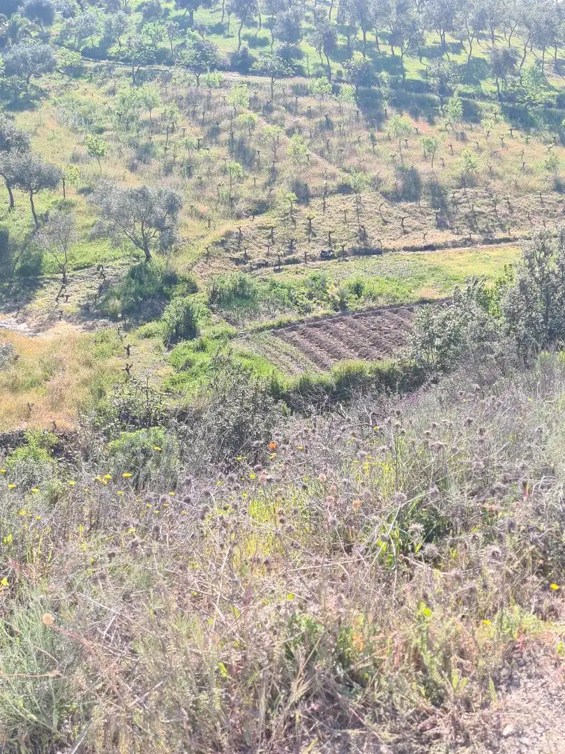 Finca rústica en venta en El Pedroso