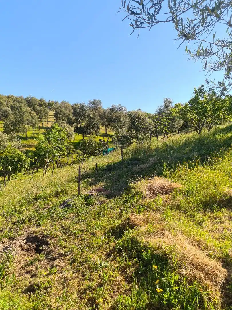 Country homes for sale in Calle Carretera de Cazalla, 13, El Pedroso Country homes for sale in El Pedroso