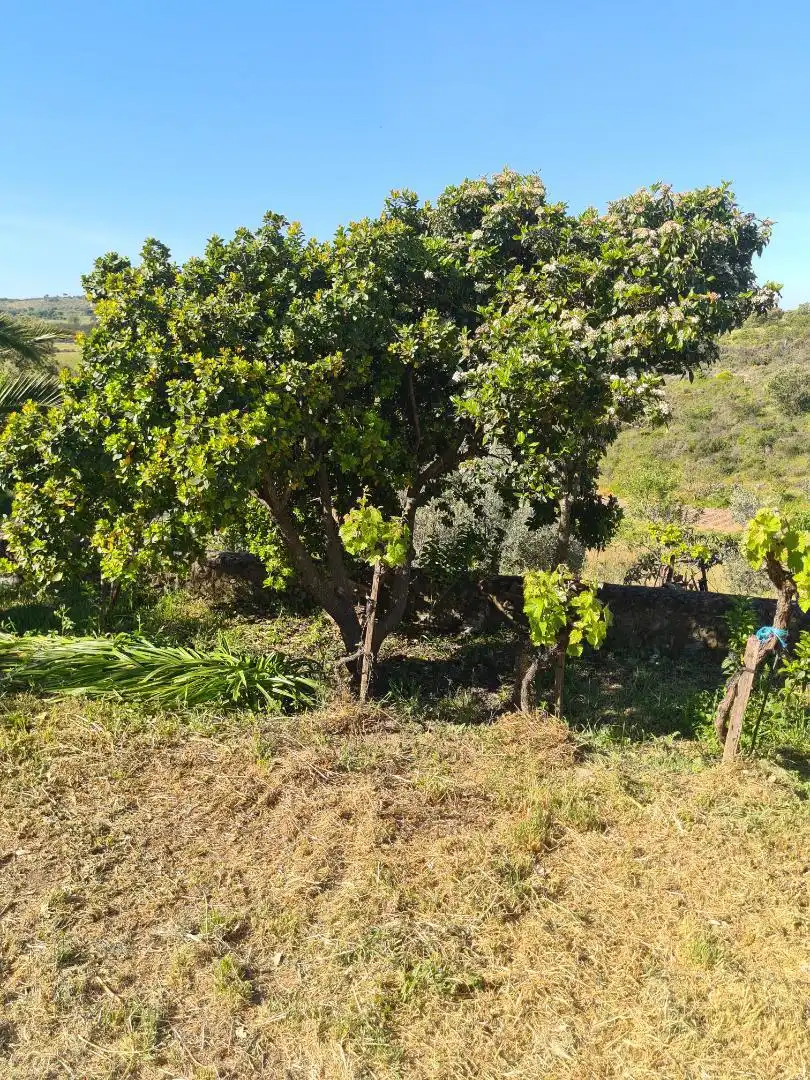 Country homes for sale in Calle Carretera de Cazalla, 13, El Pedroso Country homes for sale in El Pedroso