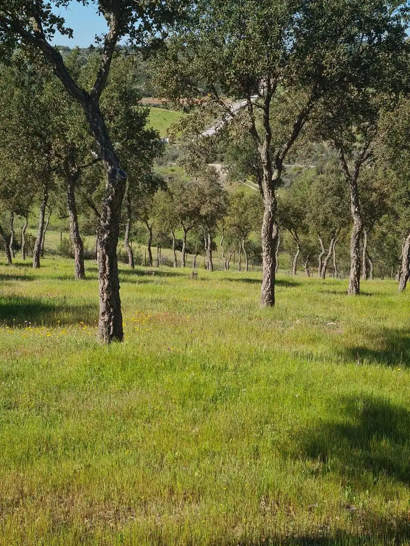 Country homes for sale in Calle Carretera de Cazalla, 13, El Pedroso Country homes for sale in El Pedroso