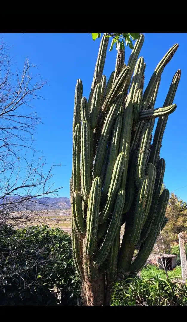 Finca rústica en venta en Calle López Seva, 28, El Pinós / Pinoso Vista exterior de Finca rústica en venta en El Pinós / Pinoso con Jardín privado y Terraza