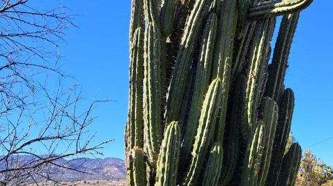 Foto 4 de Finca rústica en venta en Calle López Seva, 28, El Pinós / Pinoso, Alicante