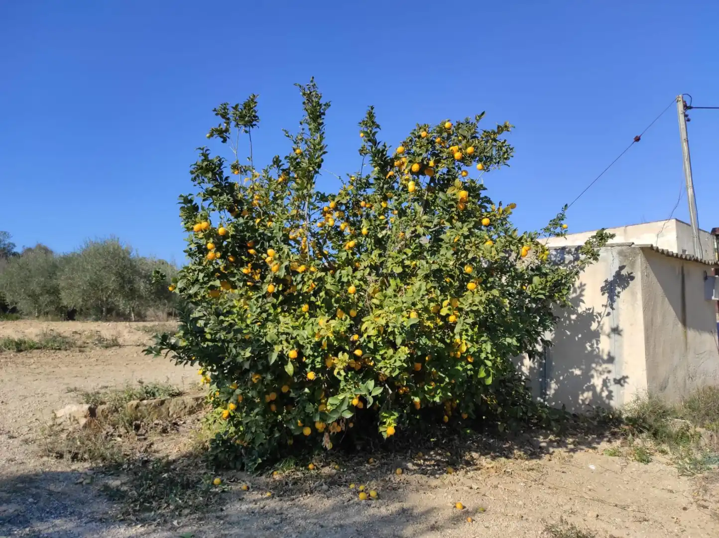 Grundstücke zum Verkauf in Carrer Urb. Calders nord, 4, Vallmoll Garten von Grundstücke zum Verkauf in Vallmoll