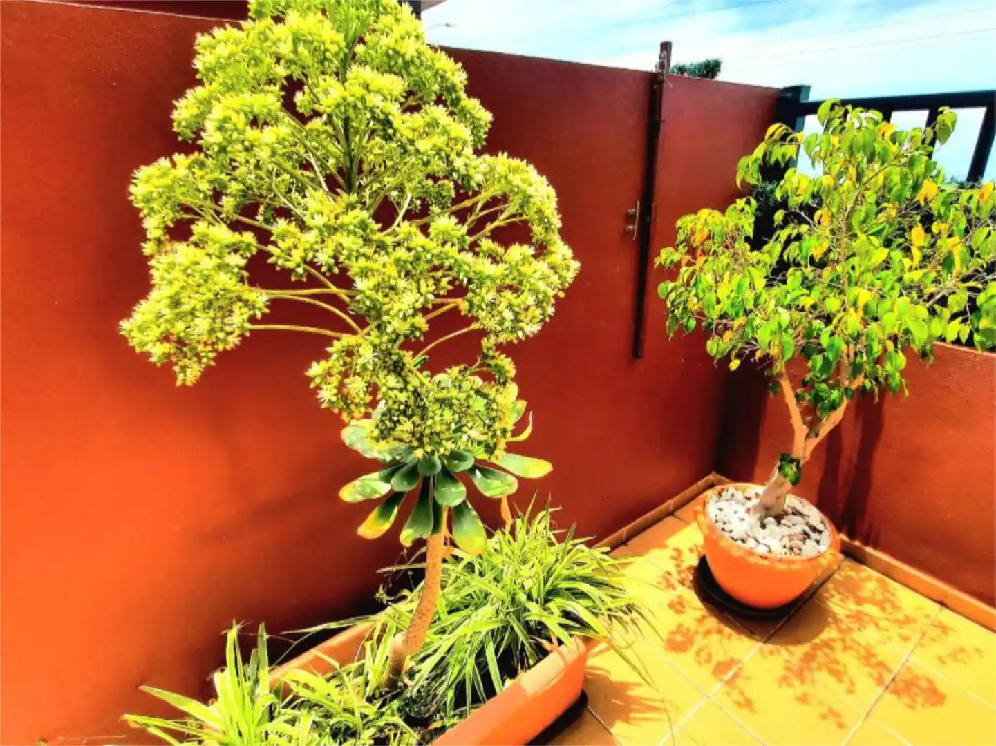 Garden of Flat for rent in El Sauzal  with Terrace, Storage room and Furnished