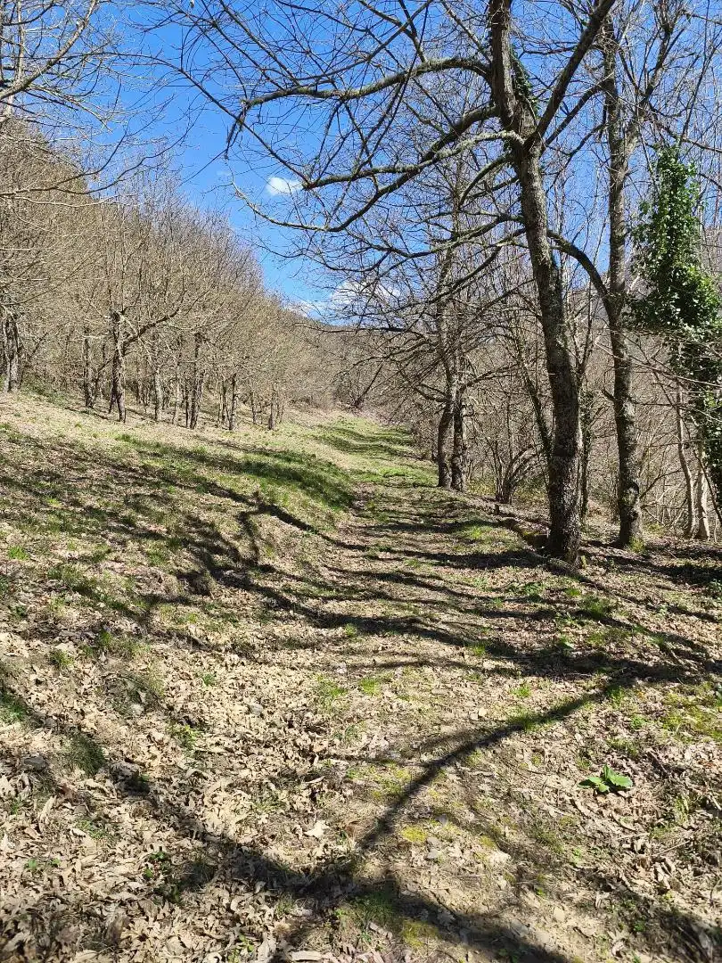 Land for sale in CN-10, 20, Cangas del Narcea Land for sale in Cangas del Narcea
