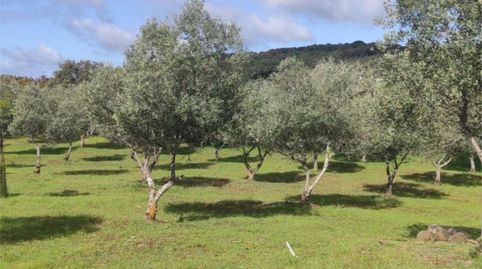Casa o chalet de alquiler en Calle Hernan Cortes, 1, Higuera la Real, Badajoz - imagen 3 Foto 3 de Casa o chalet de alquiler en Calle Hernan Cortes, 1, Higuera la Real, Badajoz