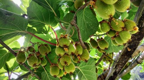 Photo 4 of Single-family semi-detached for sale in Po-400, 36, Crecente, Pontevedra