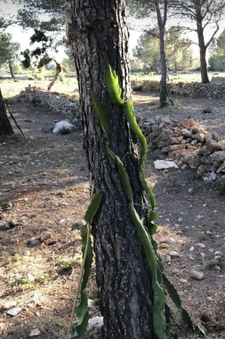 Finca rústica en venda a Passeig de I'Almadrava, 13, Vandellòs i l'Hospitalet de l'Infant Jardí de Finca rústica en venda en Vandellòs i l'Hospitalet de l'Infant amb Jardí privat