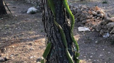 Foto 3 de Finca rústica en venda a Passeig de I'almadrava, 13, Vandellòs i l'Hospitalet de l'Infant, Tarragona