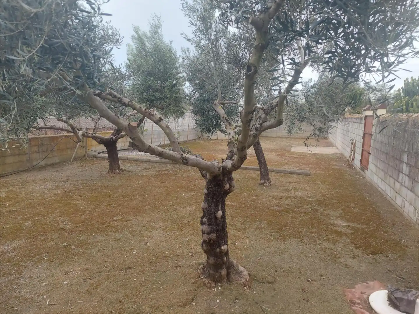 Garden of Houses for sale in Chiclana de la Frontera