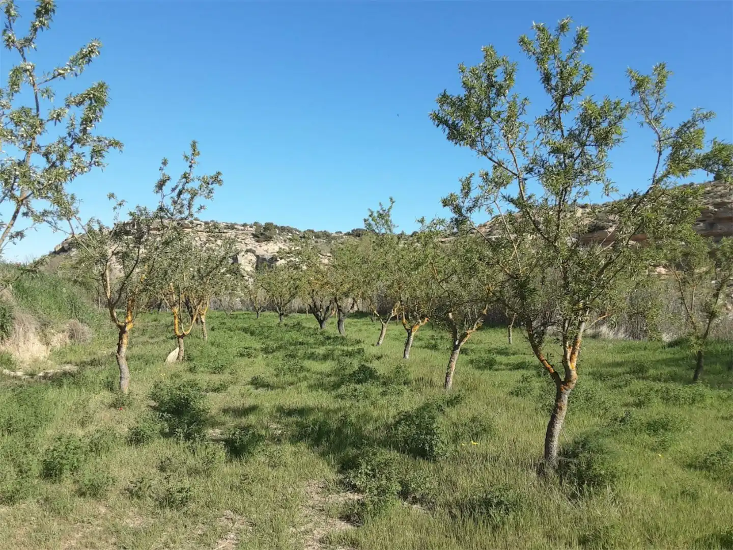 Finca rústica en venda a Huerta Zaragoceta, Caspe Finca rústica en venda en Caspe amb Calefacció, Jardí privat i Terrassa
