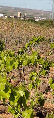 Terreno en Venta en Carretera Encinacorba, 14 en Cariñena