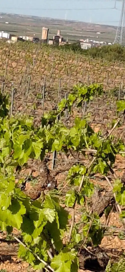 Vista exterior de Terreny en venda en Cariñena