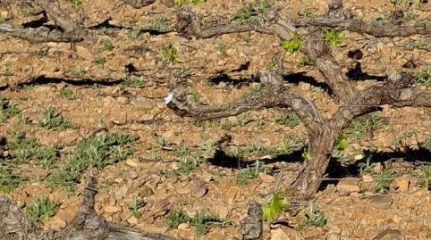 Foto 3 de Terreny en venda a Carretera Encinacorba, 14, Cariñena, Zaragoza
