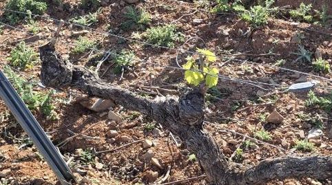 Foto 4 de Terreny en venda a Carretera Encinacorba, 14, Cariñena, Zaragoza