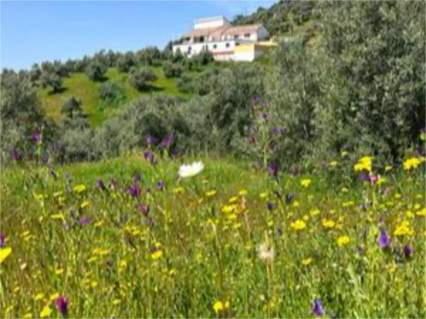 Jardín de Finca rústica en venta en Montoro con Aire acondicionado, Calefacción y Jardín privado