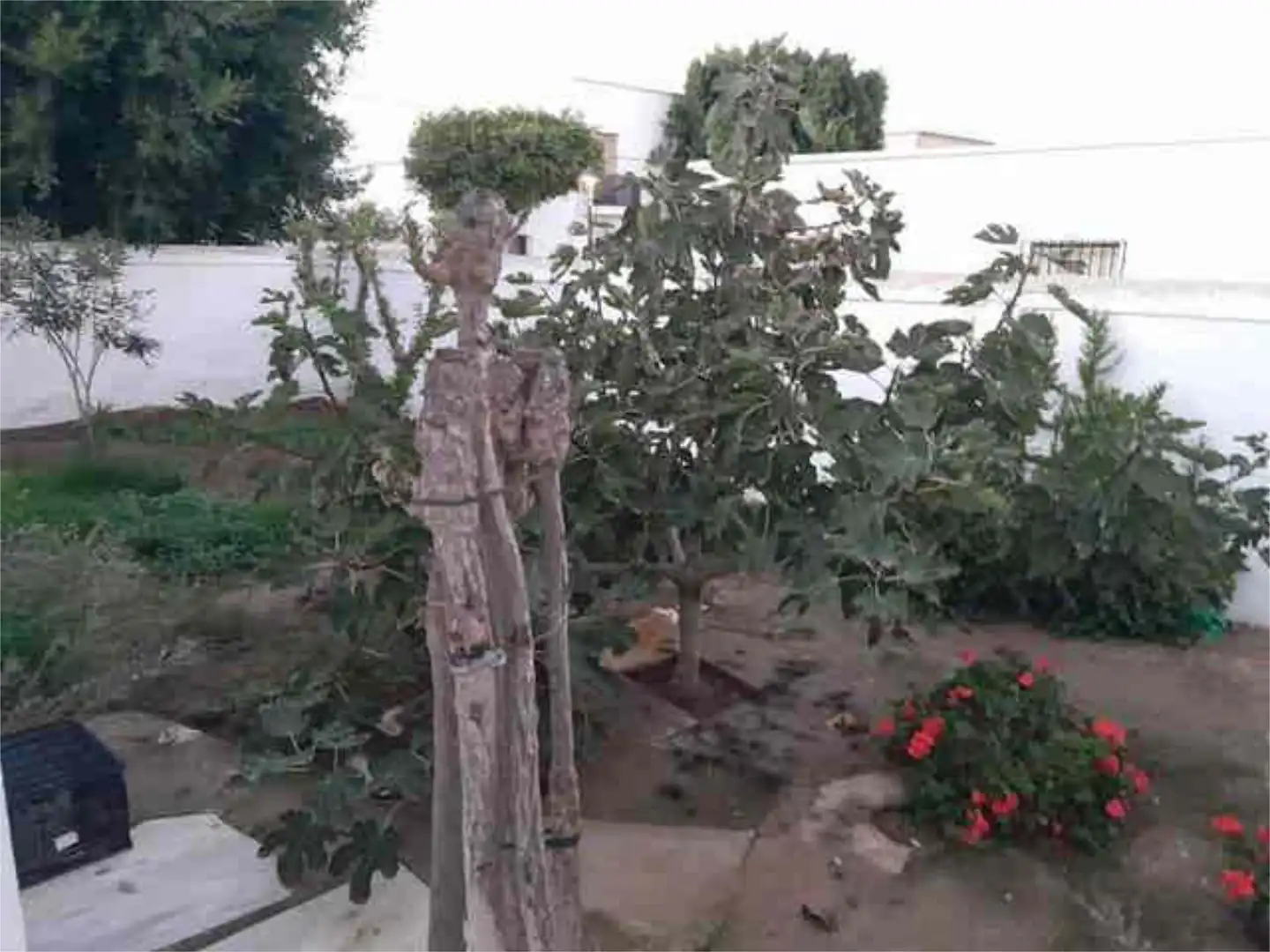Garden of Houses for sale in Níjar