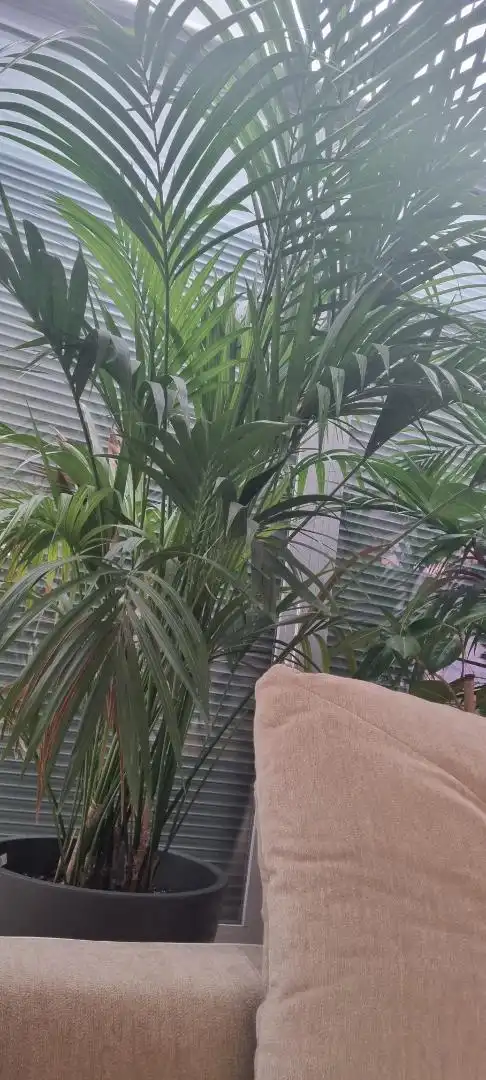 Garten von Residential zum Verkauf in Es Mercadal