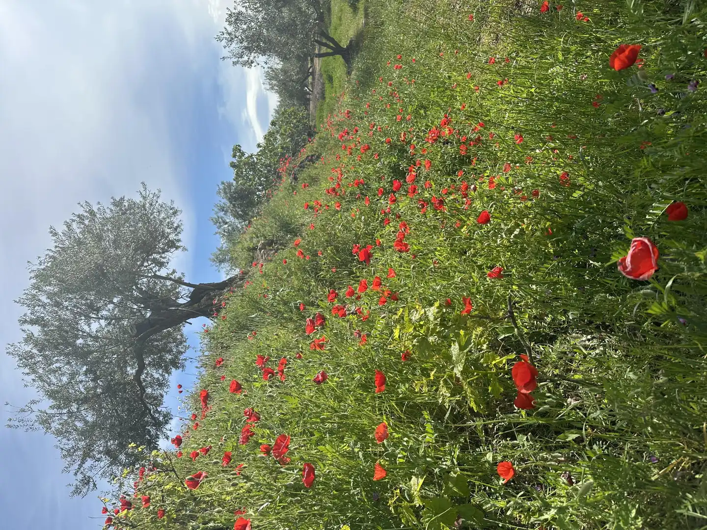 Jardín de Finca rústica en venta en Cogollos de la Vega