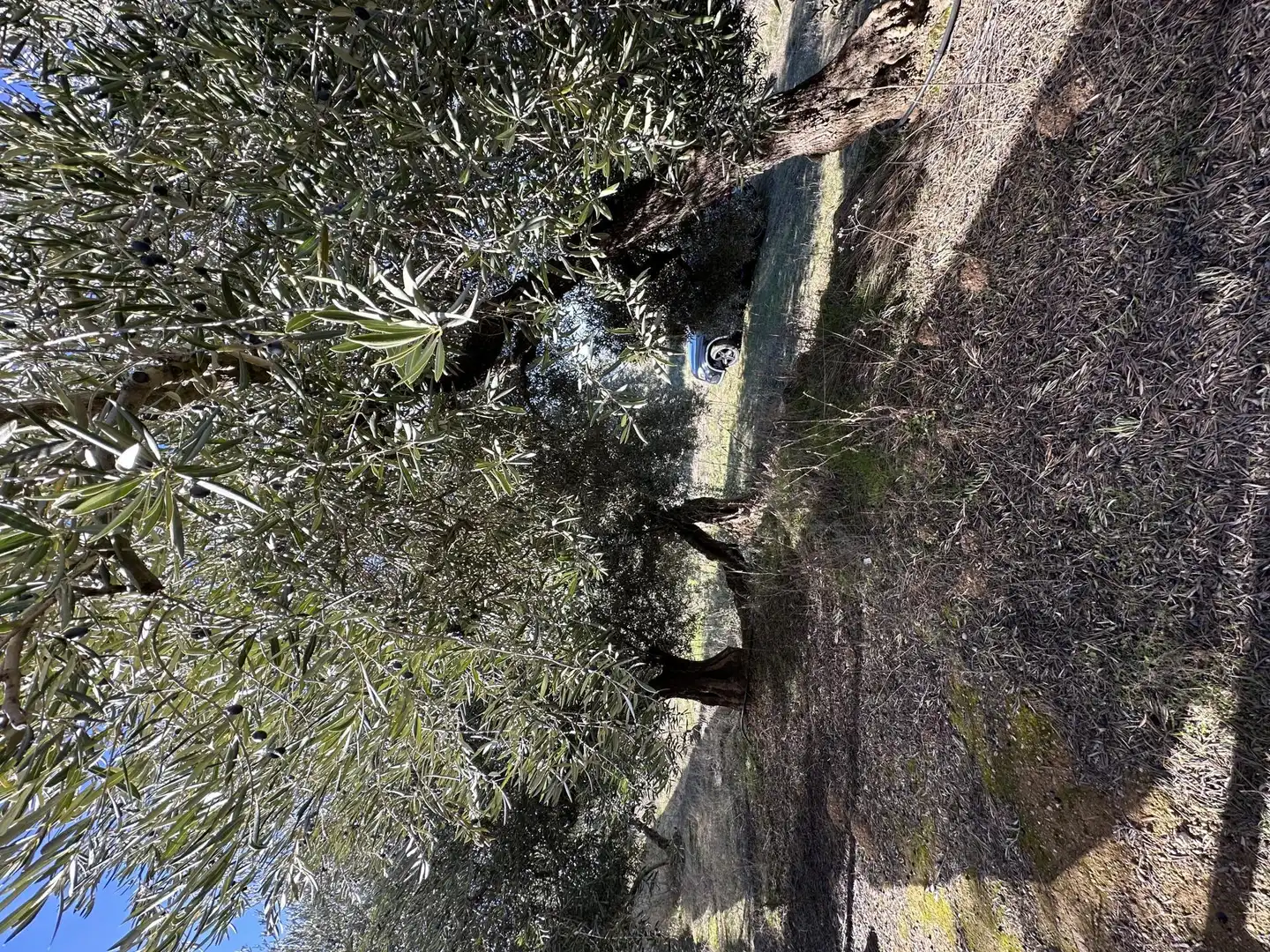 Finca rústica en venta en Barrio Urbanizable Residencial, 175, Cogollos de la Vega Jardín de Finca rústica en venta en Cogollos de la Vega