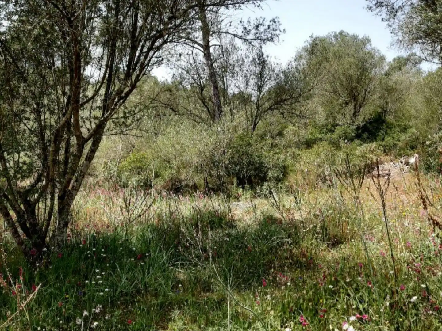 Casa o xalet en venda en Algaida amb Terrassa i Piscina
