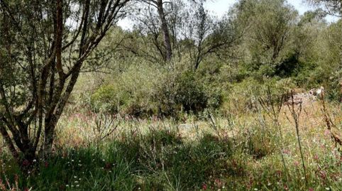 Photo 2 of Houses for sale in Ma-15, Km 15, Algaida, Illes Balears