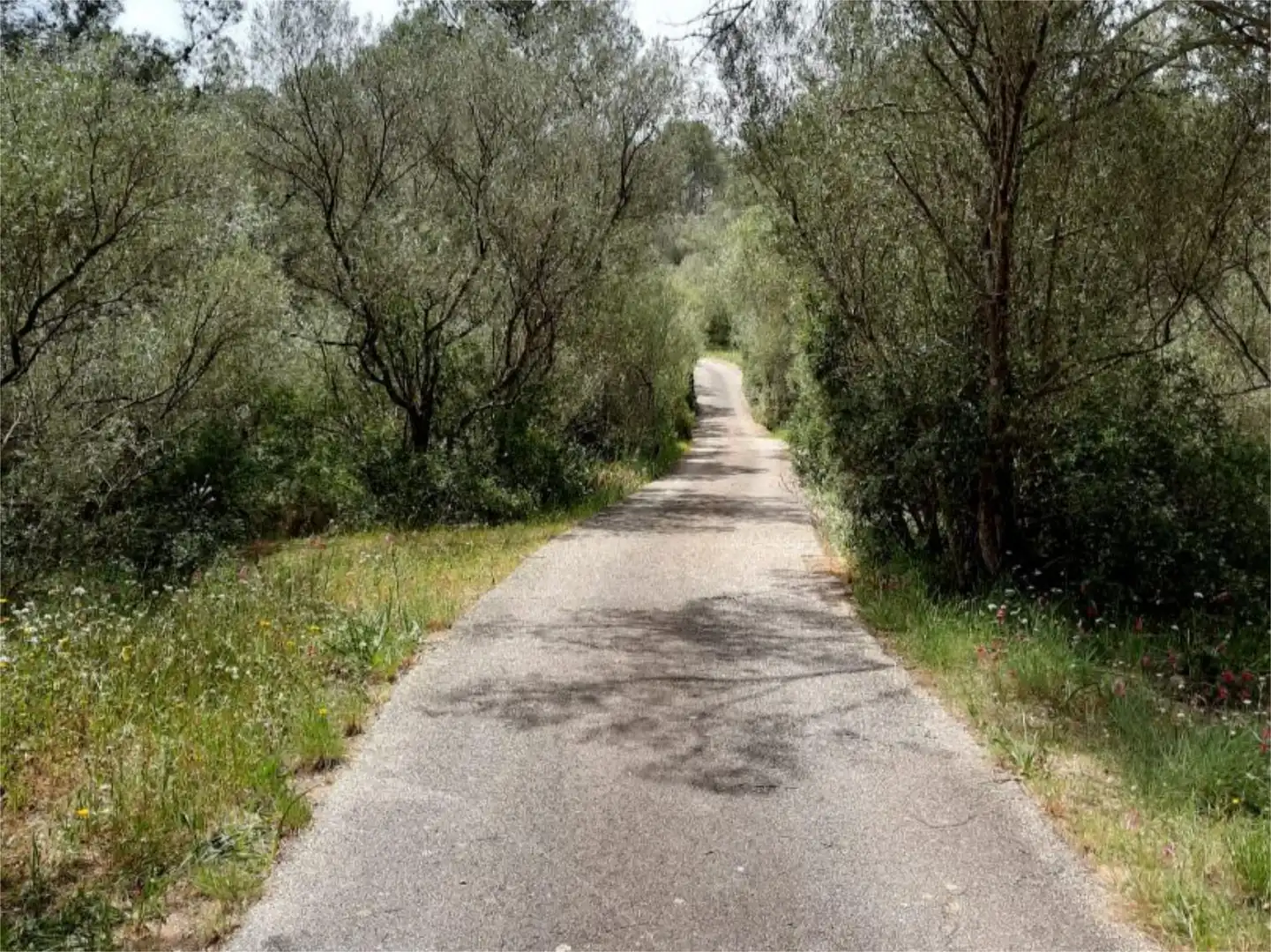 Vista exterior de Casa o xalet en venda en Algaida amb Terrassa i Piscina
