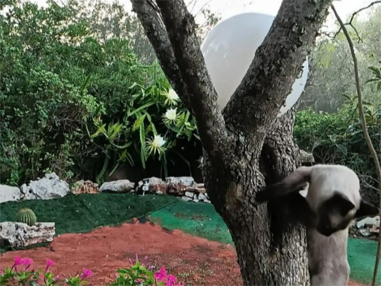 Jardí de Casa o xalet en venda en Algaida amb Terrassa i Piscina