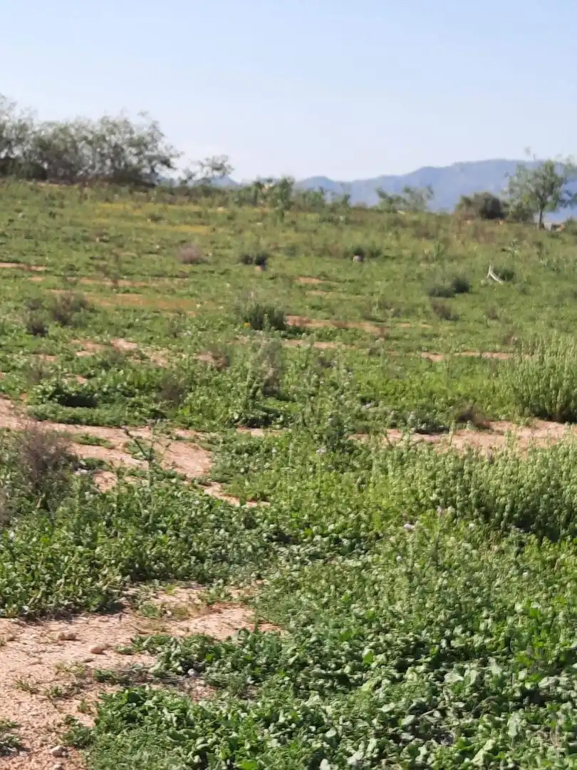 Country homes for sale in Diseminado Finca Tres Molinos, 2, La Torre Golf Country homes for sale in Torre-Pacheco