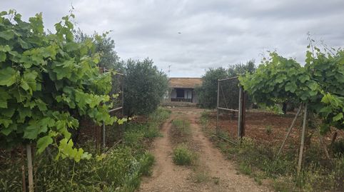 Finca rústica en venta en Calle Este, 23a, Écija, Sevilla - imagen 4 Foto 4 de Finca rústica en venta en Calle Este, 23a, Écija, Sevilla