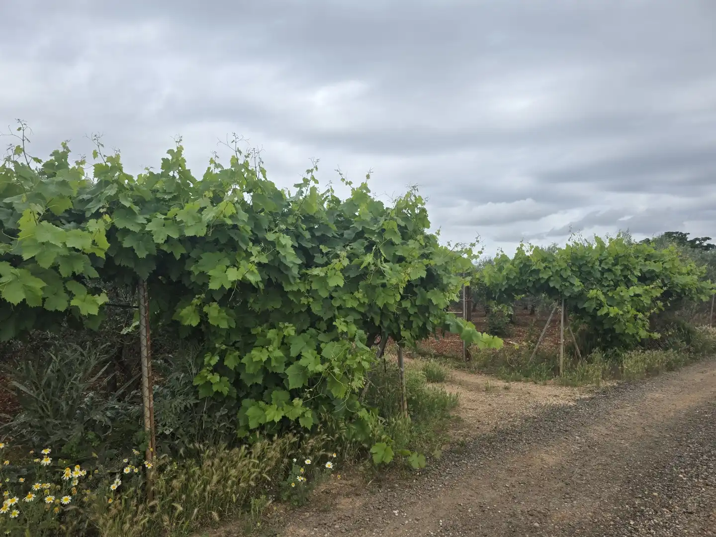 Finca rústica en venta en Calle Este, Écija Finca rústica en venta en Écija con Trastero