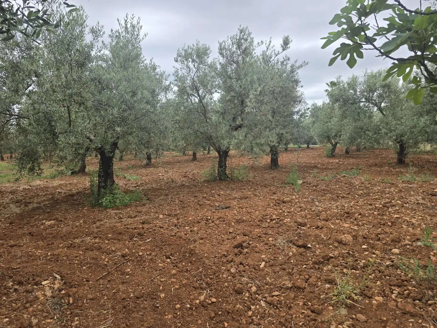 Finca rústica en venta en Calle Este, Écija Finca rústica en venta en Écija con Trastero