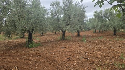 Finca rústica en venta en Calle Este, 23a, Écija, Sevilla - imagen 2 Foto 2 de Finca rústica en venta en Calle Este, 23a, Écija, Sevilla