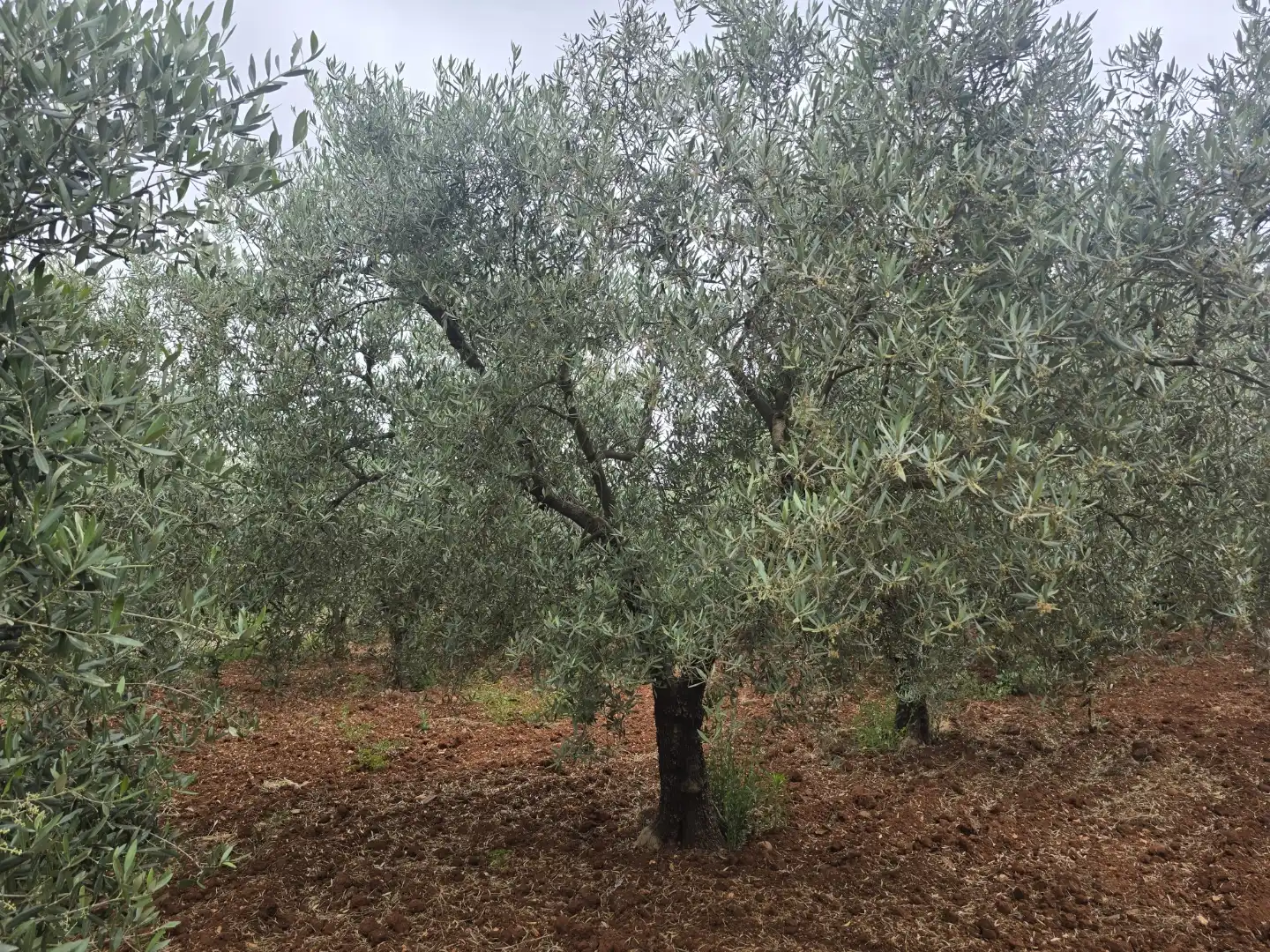 Finca rústica en venta en Calle Este, Écija Jardín de Finca rústica en venta en Écija con Trastero
