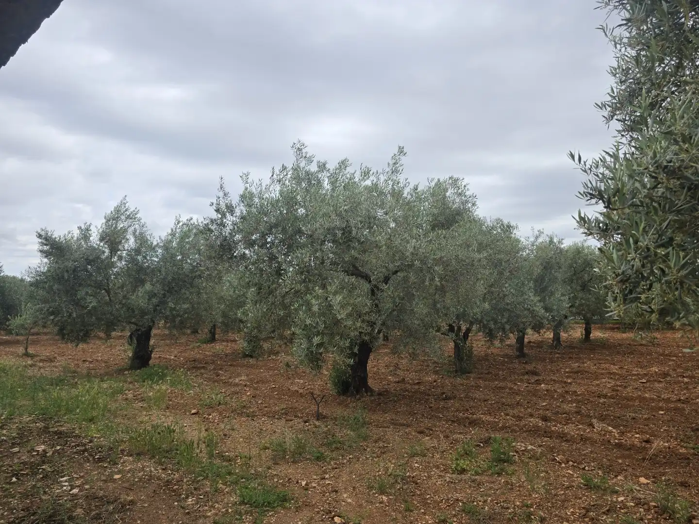 Finca rústica en venta en Calle Este, Écija Finca rústica en venta en Écija con Trastero