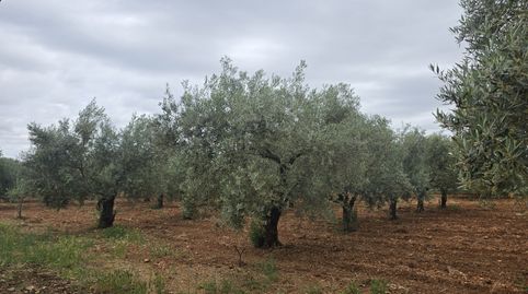 Finca rústica en venta en Calle Este, 23a, Écija, Sevilla - imagen 3 Foto 3 de Finca rústica en venta en Calle Este, 23a, Écija, Sevilla