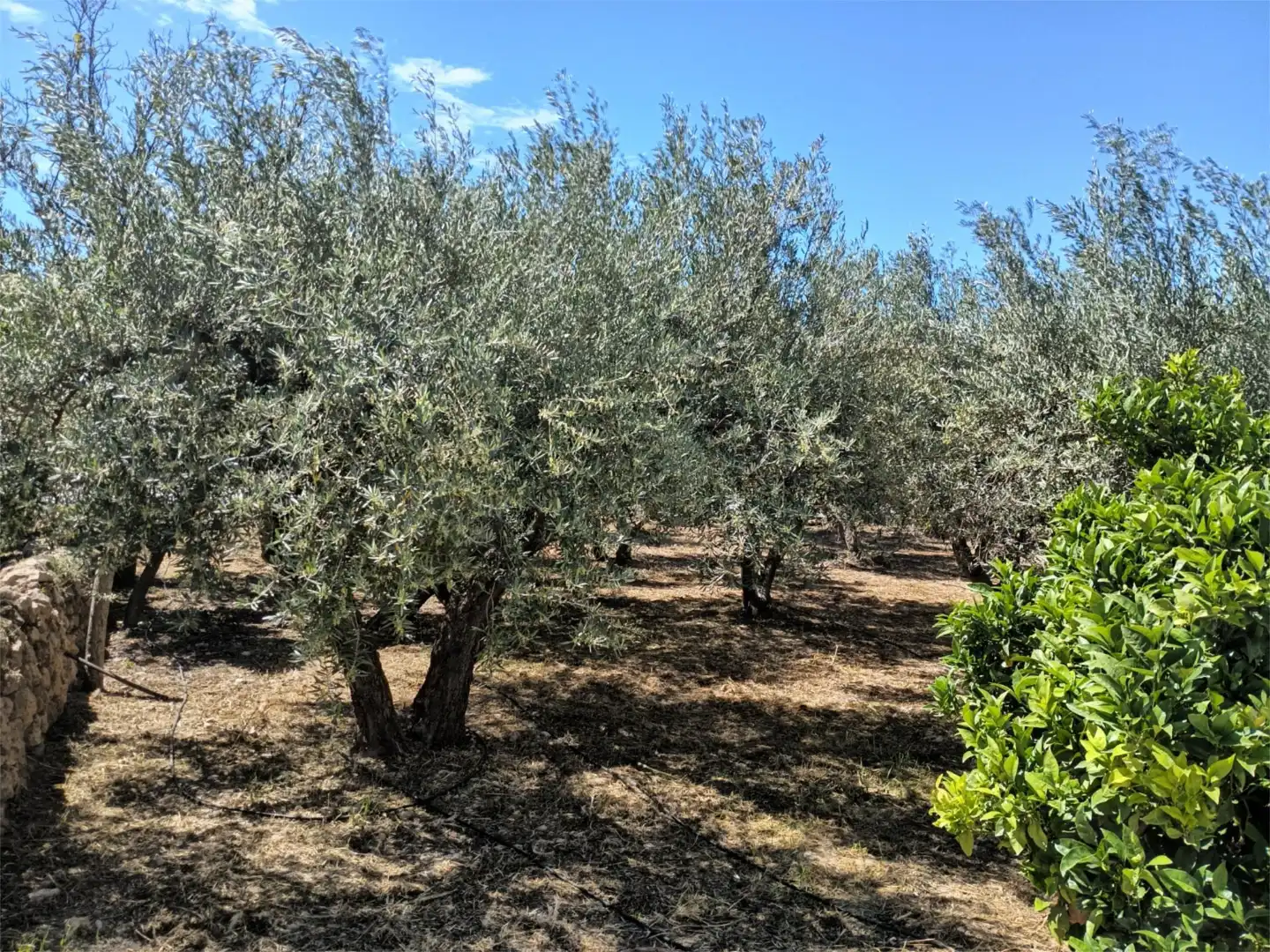 Jardí de Finca rústica en venda en Dalías