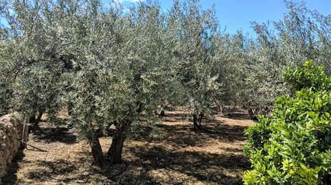 Foto 4 de Finca rústica en venta en Calle Cerrillo Páez, 26, Dalías, Almería