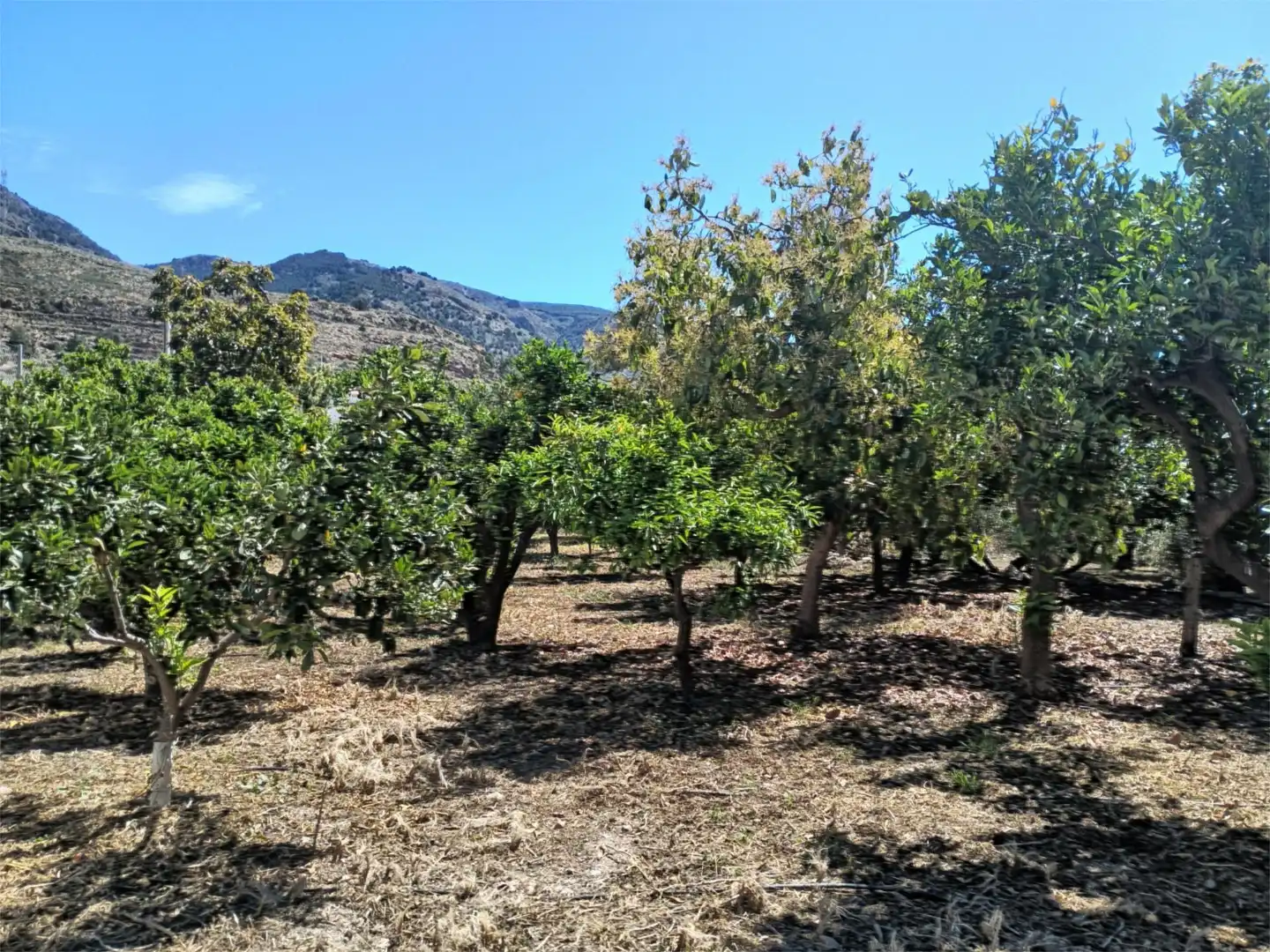 Finca rústica en venda en Dalías