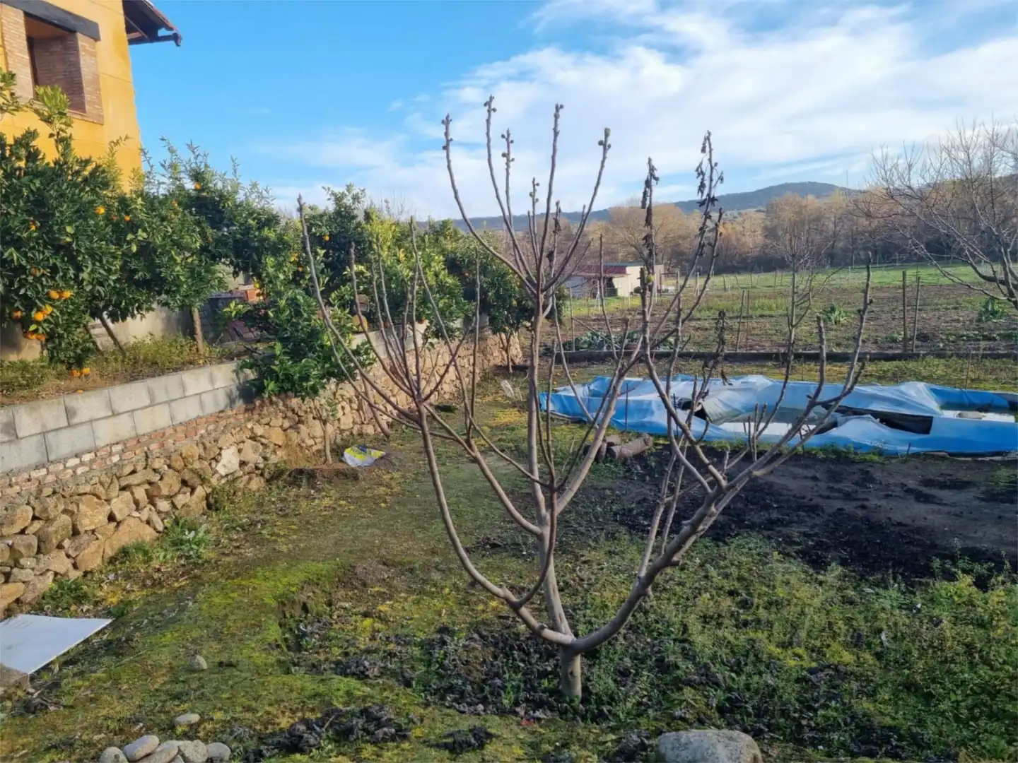 Finca rústica en venta en Avenida Gabriel y Galán, 2, Zona Norte - Hospital - Urbanizaciones Finca rústica en venta en Plasencia