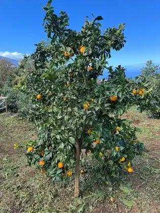 Finca rústica en venta en Calle Pinoleris, 48, El Bebedero - Pinolere - Aguamansa Jardín de Finca rústica en venta en La Orotava con Terraza