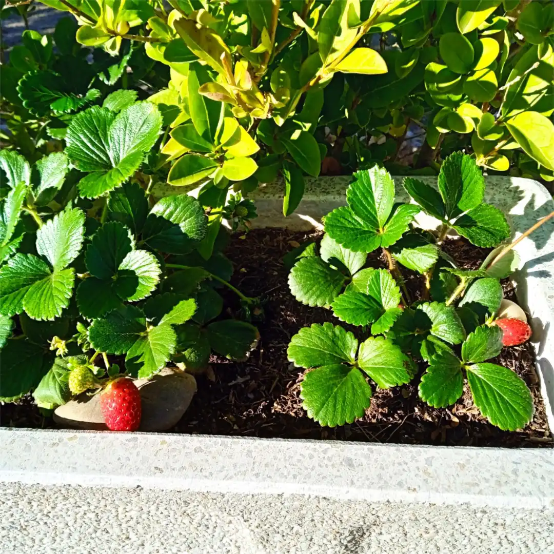 Àtic en venda a Lugar Sector 34 Arcas Reales, Delicias Jardí de Àtic en venda en Valladolid amb Moblat i Balcó